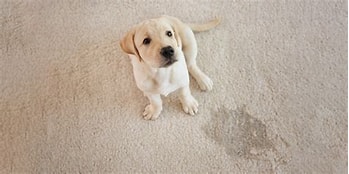 clean dog urine stain in carpet