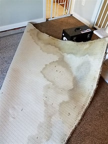 Cleaning Urine odor from carpet pad